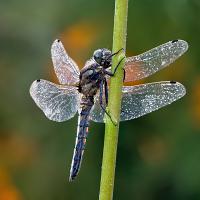 Black Tailed Skimmer 4 